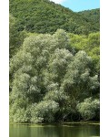Верба біла | Salix alba | Ива белая
